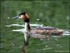 Great-crested grebe