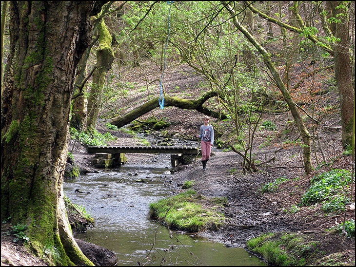 Woodland trail