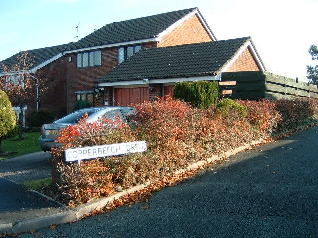 Copperbeech Drive, Standish