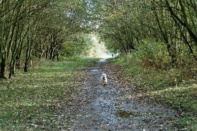 Platt Lane, Wigan